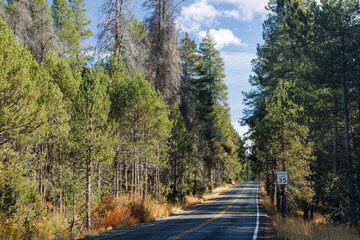 Asphalt road through a coniferous forest in a national park © evgeeenius