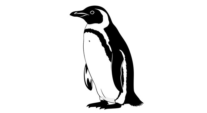 Simple black and white illustration of a penguin standing on transparent background