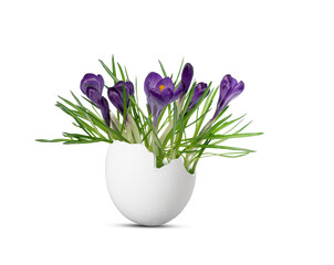 flowering blue crocuses in a white opened easter egg isolated on transparent background, floral...