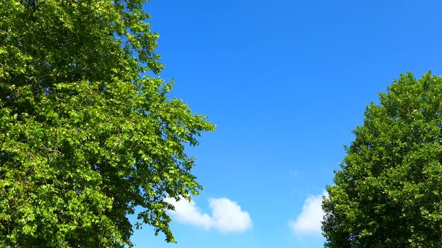 新緑のマロニエと空の雲