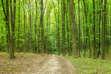 Forest trees. Nature green wood sunlight backgrounds