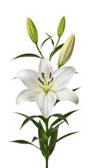 Obraz premium Elegant white lily flower with green buds in full bloom