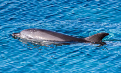 Fototapeta premium Delfini a Caprera