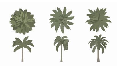 Palm tree species vector set with top and front views for tropical landscape planning and garden architecture © Rimu