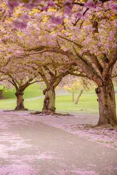 Pink Blossom Canopy Over Petal Covered Path in English Park, Pontefract, Yorkshire, UK