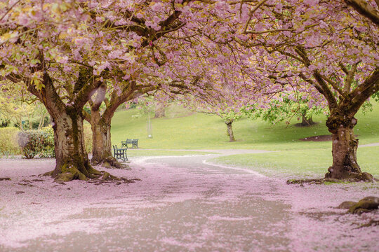 Cherry Blossom Path in Spring at Pontefract Park, West Yorkshire, UK