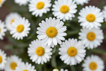 A bunch of white daisies with yellow centers in a field_1 © AuraBloom