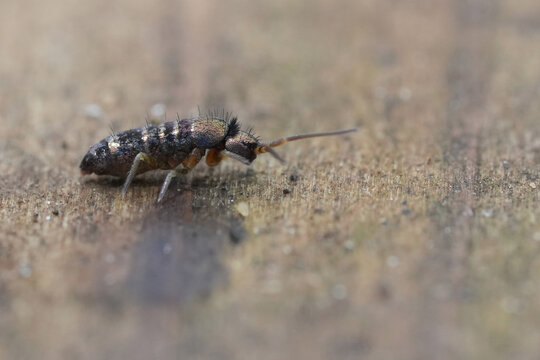 Lateral extreme macro closeup on a small slender springtail , Tomocerus vulgaris on a cardboard in the garden