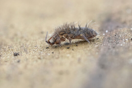 Lateral extreme macro closeup on a hairy, spooky microscopic springtail, Orchesella villosa