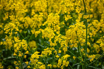 Fototapeta premium Bright Yellow rapeseed Flowers Grow in a Field Under Sunlight in a Rural Area During Springtime in the Afternoon