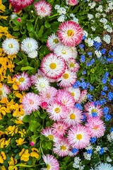 Wild spring meadow with daisies (Bellis perennis) and dandelions (Taraxacum officinale) blooming in green grass © Fleuronica