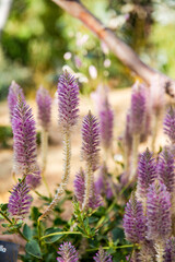 Fototapeta premium purple lavender flowers