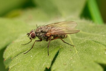Closeup on a European Root maggot Fly, Hylemya vagans, a Decomposer, soil nutrient cycling, prey species, perched on a green leaf in the garden