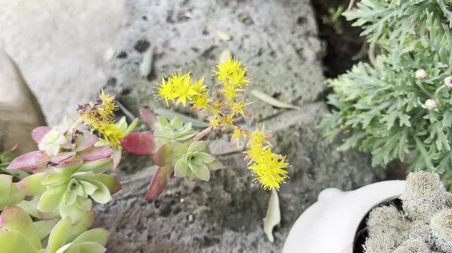 Fiori gialli della pianta sedum palmeri, pianta succulenta