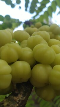 Star Gooseberry Fruits on Tree Branch. Tropical Sour Yellow Berries. Cinematic video	
