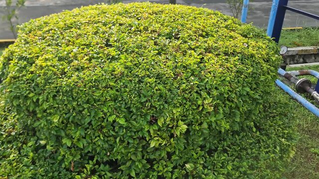 Lush Green Duranta Bush in Modern Industrial Park Landscape Garden
