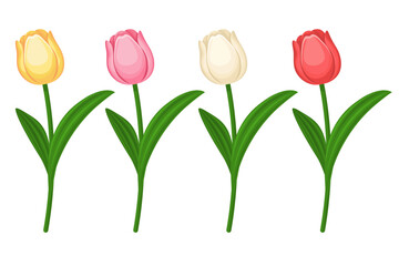 Obraz premium A vector cartoon image of a beautiful tulip, perfect for spring or summer holidays, International Women's Day, Mother's Day, weddings, and more. An element for your design.