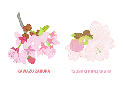 Kawazu-zakura and Tsubaki-kanzakura