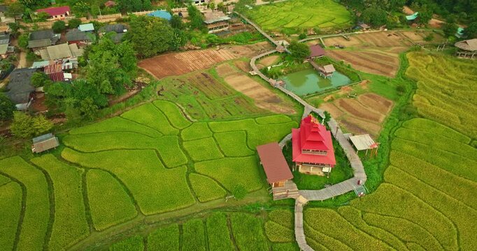 Aerial view of Su Tong Pae Bridge is a great local wooden bridge across rice terrace. A stunning landscape featuring a temple embraced by seasonal rice paddies, with layers of green and gold fields