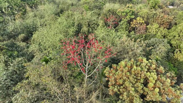 Drone orbit shot around blooming red silk cotton tree among green forest canopy aerial view 4K