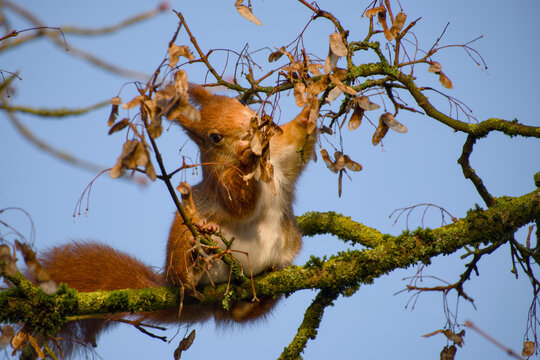 Red squirrel reaching for maple seeds on tree branch