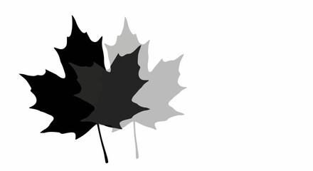 Fototapeta premium Abstract graphic of overlapping maple leaves in shades of gray and black against a white background.