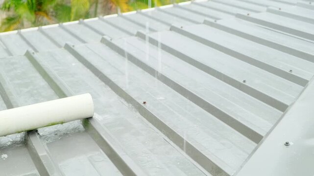 Rainwater streams across a corrugated metal roof while a white drain pipe releases flowing water in a tropical outdoor scene. The footage shows rain runoff from a rooftop, useful for weather visuals