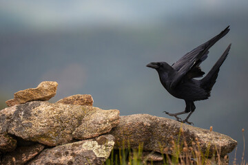 Common raven on a rock