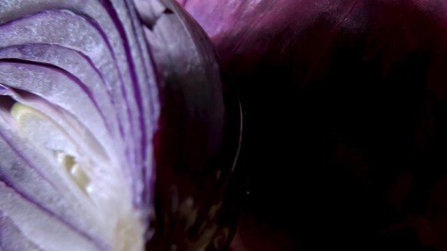 Red Mars onion (Allium cepa) cross-section: Fleshy scales with purple pigment, basal stem plate and apical bud &mdash; Concept for botanical plant anatomy, biology education and food science.