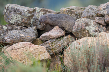 Egyptian mongoose amongst rocks