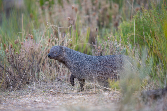 Egyptian mongoose on the ground