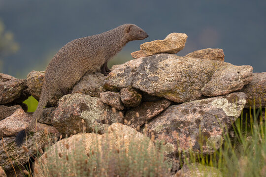 Egyptian mongoose amongst rocks