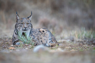  Iberian lynx © Staffan Widstrand
