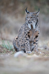 Fototapeta premium Iberian lynx