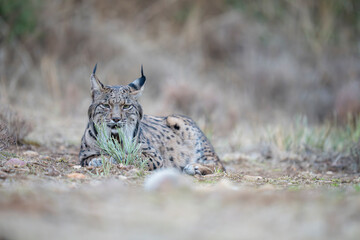  Iberian lynx © Staffan Widstrand