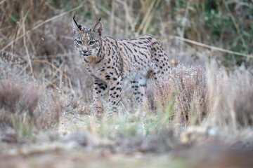  Iberian lynx © Staffan Widstrand