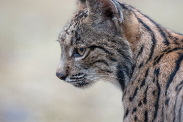  Iberian lynx close up portrait © Staffan Widstrand