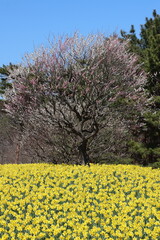 Fototapeta premium A field of yellow daffodils and a single plum tree