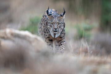  Iberian lynx © Staffan Widstrand