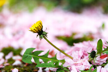 Close up of a single yellow dandelion flower growing on a ground covered with pink cherry blossom petals, with soft bokeh and shallow depth of field.   © Dina