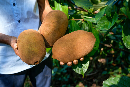 Cupuacu harvested from the Amazon rainforest. Theobroma grandiflorum, cupua&ccedil;u, cupuaz&uacute;, cupuassu, or copoazu is a fruit from the cacao family. Concept of food, environment, biodiversity, healthy
