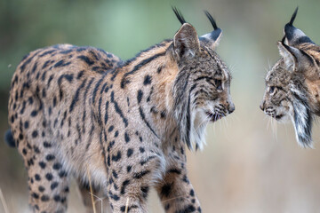Two Iberian lynx © Staffan Widstrand