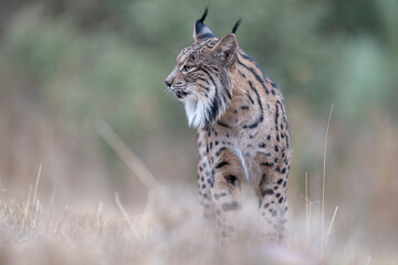 Iberian lynx © Staffan Widstrand