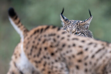 Two Iberian lynx © Staffan Widstrand