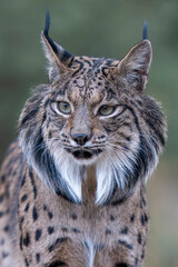  Iberian lynx close up portrait © Staffan Widstrand