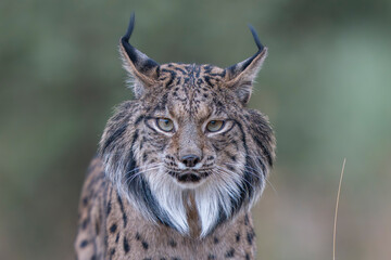  Iberian lynx close up portrait © Staffan Widstrand