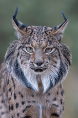Obraz premium Iberian lynx close up portrait