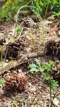 Pine Processionary Caterpillars Crawling in a Line on Forest Ground in Spring