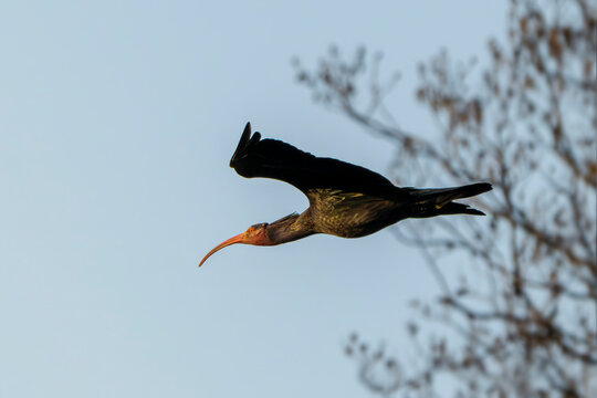 Northern bald ibis, hermit ibis, or waldrapp (Geronticus eremita) in flight. Fagagna, Udine province, Friuli Venezia Giulia, Italy