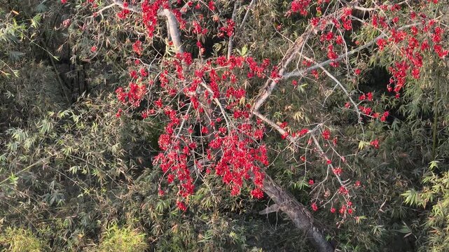 Close drone shot with slight motion of blooming red silk cotton tree flowers in tropical forest canopy 4K